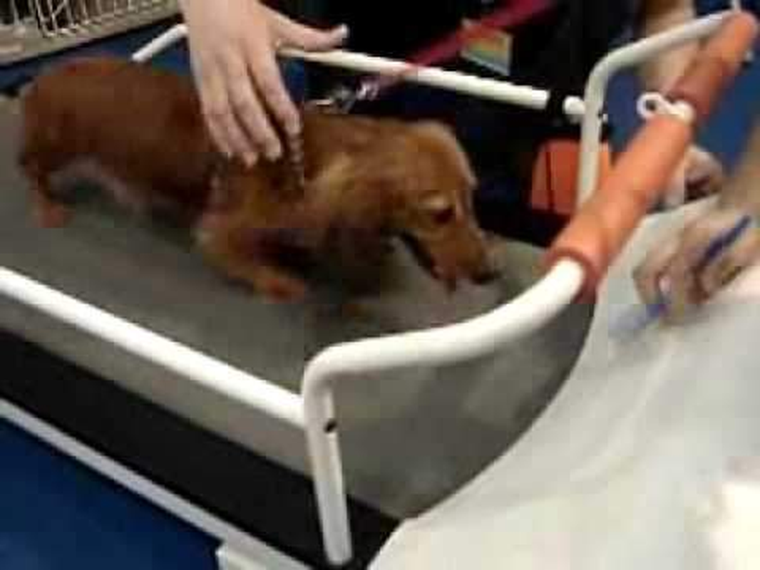 Petrun PR700 Pet Treadmill- Exercise Treadmill for Small Dogs and Cats up to 44 Lbs - Image 7